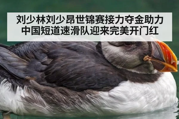 刘少林刘少昂世锦赛接力夺金助力中国短道速滑队迎来完美开门红